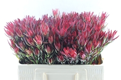 Leucad Sal Blush 50cm