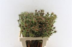 Leucad Jubilee Crown 60cm