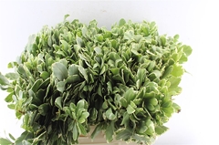 Pittosporum Ilan 60cm