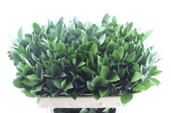Ruscus Hypophyllum 70cm