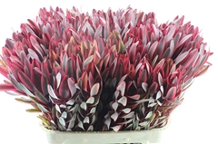 Leucad Jester 80cm