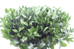 Ruscus Hypophyllum 80cm