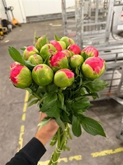 Paeonia Coral Sunset 55cm 23 Za