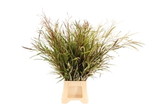 Grev Spiderman Bunch 80cm 250gram