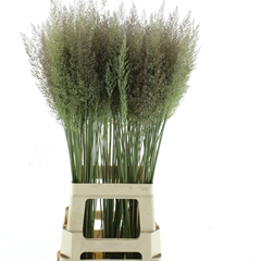Calamagrostis Brachy 90cm