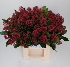 Skim J Rubella Bs