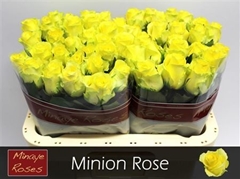 R Gr Minion Rose