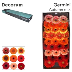 Germini Mixed 45cm 7cm Ø
