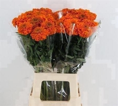 Tag E Promise Orange 70cm