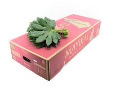 Fatsia Japonica Bs 30cm