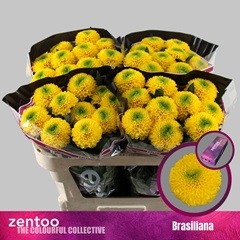 Chr G Brasiliana 70cm 80gram