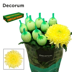 Chr G Magnum Yellow 70cm 115gram
