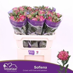 Alstr Fash Sofiena 55gr