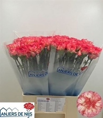 Di St Spr Sp Ar Rosa