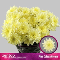 Chr T Pina Colada Cr 70cm 100gram