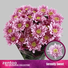 Chr T Serenity Sweet 70cm 80gram