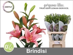 Li La Brindisi 90cm 45+