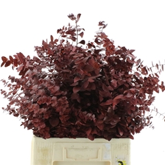 Eucalyp Klb Bs H% 70cm 200gram