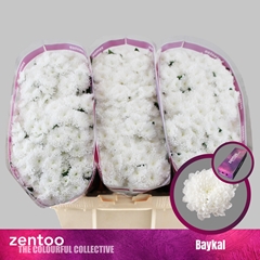 Chr San Baykal 55cm 130g