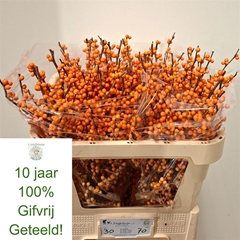 Ilex Ve Orange Beaut 70cm