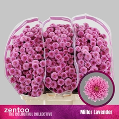 Chr S Miller Lavende 55cm 100g