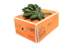 Fatsia Japonica Bs 40cm