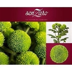 Chr T Deligreen 70cm 80gram