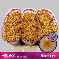 Chr S Miller Orange 55cm 110g