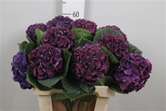 Hydr M Royal King 60cm 15cm Ø
