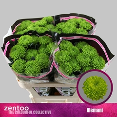 Chr G Alemani 70cm 95gram