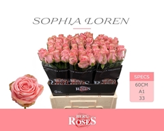 R Gr Sophia Loren