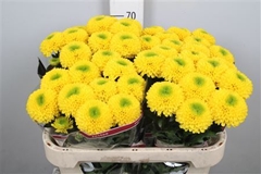 Chr G Brasiliana 70cm 80gram