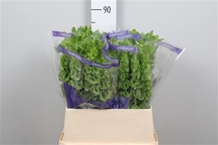 Moluccella Piece 80cm
