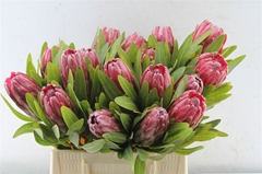 Protea Lancelot 40cm