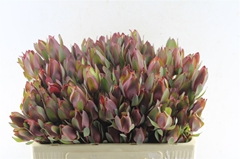 Leucad Senorita 50cm