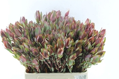 Leucad Senorita 60cm