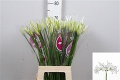 Ne Bo Bianca Perla 70cm