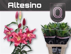 Li Ot Altesino 90cm 45+