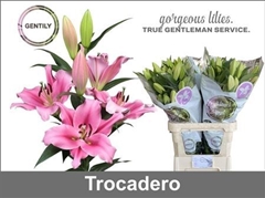 Li Ot Trocadero 95cm 45+