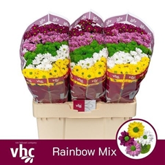 Chr San Mixed 55cm 950g