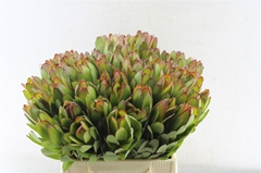 Leucad Safari Goldst 40cm