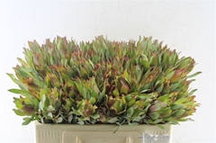 Leucad Other 50cm