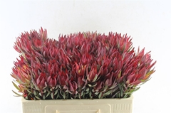 Leucad Sal Blush 50cm