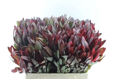Leucad Safari Sunset 60cm