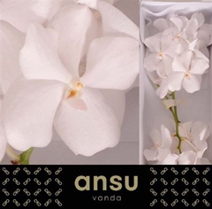 Vanda Kan Ansu No. 1 25cm