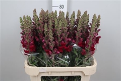 Antir Potomac Red 80cm
