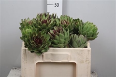 Cynara Sc Green Glob 50cm