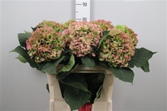 Hydr Verena Classic 80cm 22cm Ø