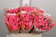 R Tr Sweet Julia 60cm 65+