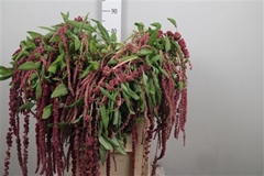 Amar Cau Red Cord 80cm
